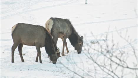 elk peacefully grazing in the winter