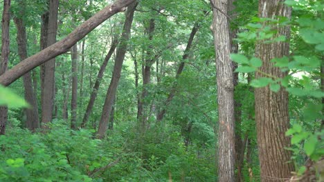 wooded forest -summer - foreground leaves (pan left to right)