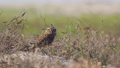 Tiro-De-Perfil-De-ángulo-Bajo-De-Lechuza-Alerta-Mirando-Alrededor-Fuera-De-Su-Madriguera