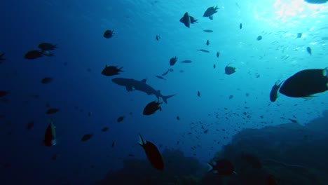 silhouette of a graceful white tip reef shark from below