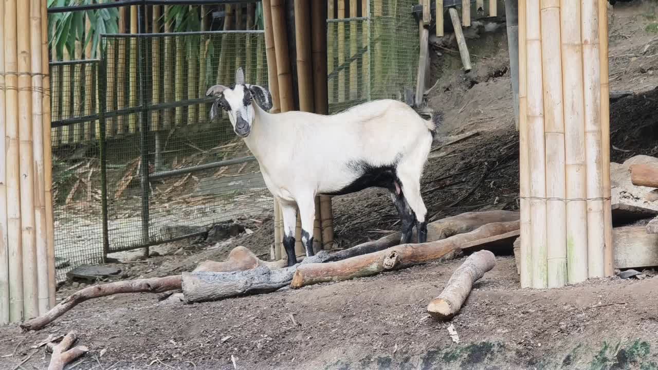 동물원 안의 염소