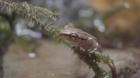 Common-Tree-Frog-also-known-as-four-lined-tree-frog,-golden-tree-or-striped-tree-frog-is-sitting-on-a-branch,-overview-and-close-up-from-head,-eye