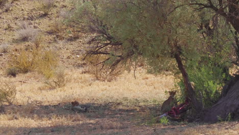 Guepardo-Con-Cachorros-Arrastrando-Un-Cadáver-De-Presa-Debajo-De-Un-árbol