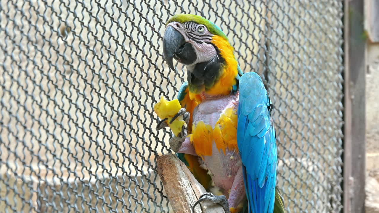 View of a macaw parrot eating in a cage in Terra Natura zoo in Benidorm, Spain