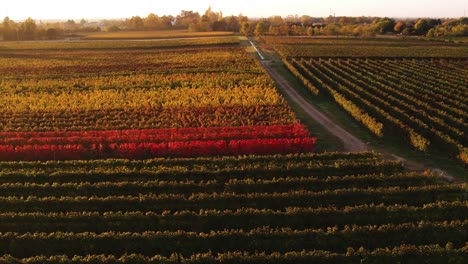 Aerial-landscape-view-over-autumn-vineyard-with-red-and-orange-foliage,-in-the-italian-countryside,-at-dusk