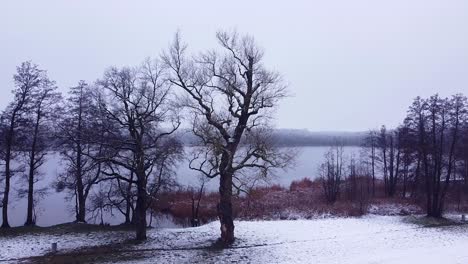 Viejos-árboles-Retorcidos-En-La-Orilla-Del-Lago-En-Invierno