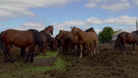 caballos comiendo heno en un pasto