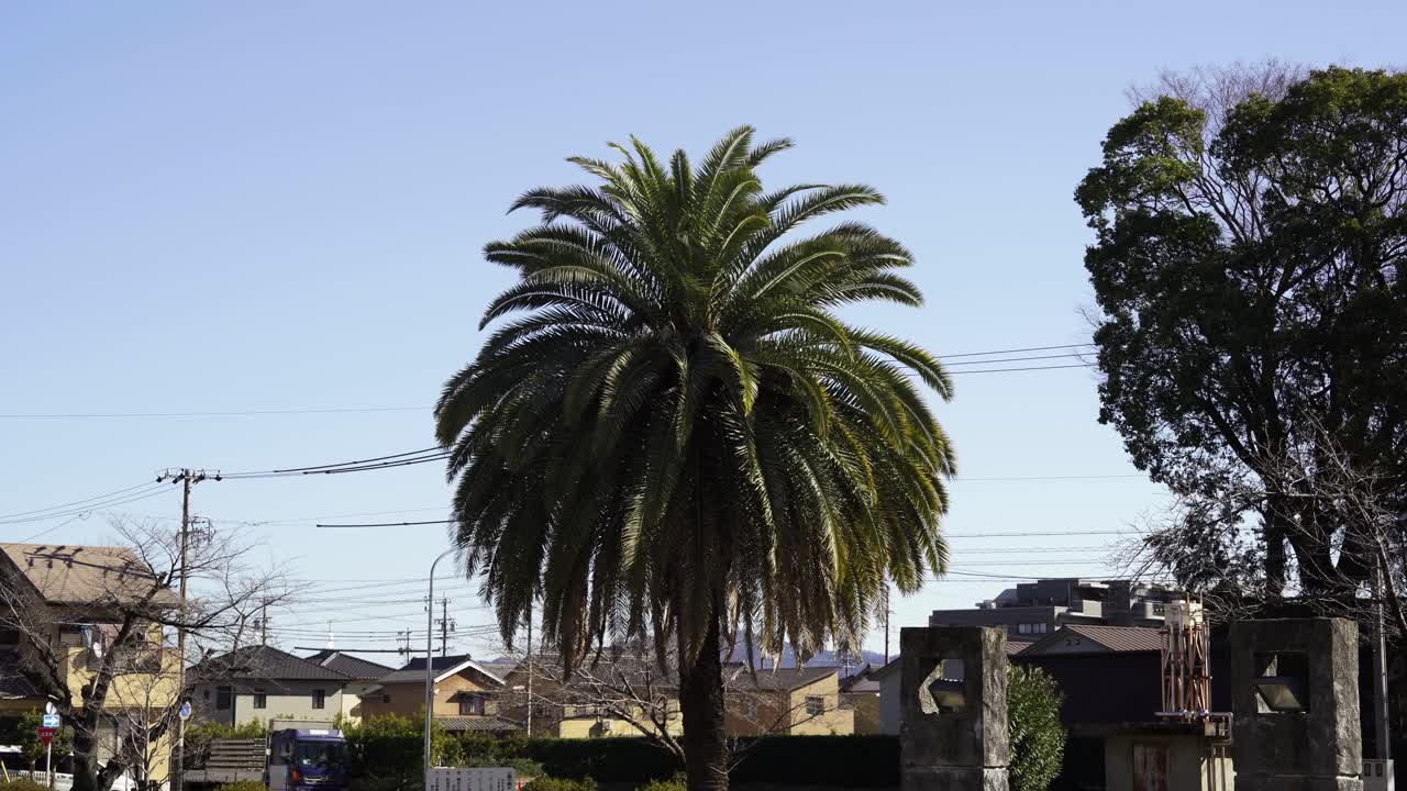 Toyokawa Şehri'ndeki Yerel Parklarda Japon Palmiye Ağaçları.