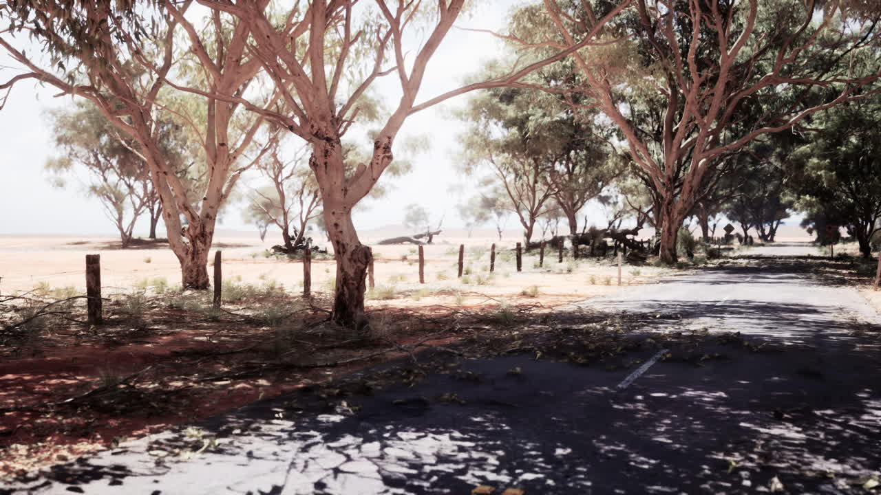 나무 가 있는 사막 도로