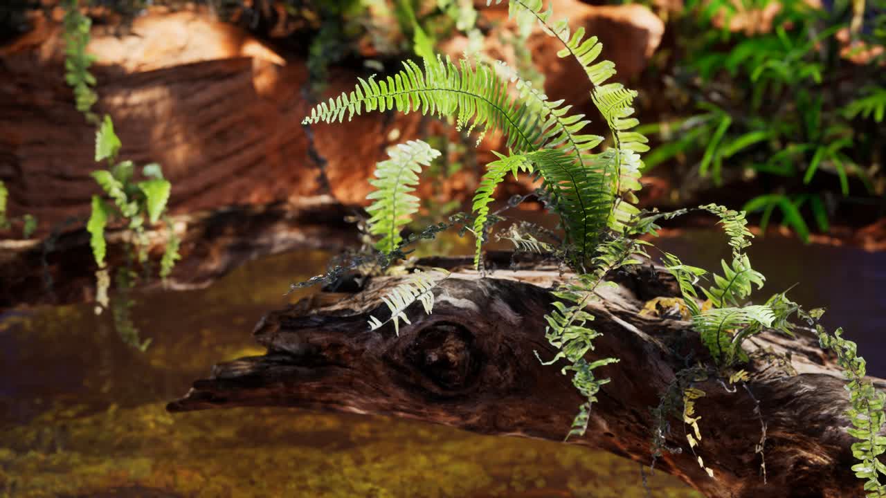 estanque dorado tropical con rocas y plantas verdes