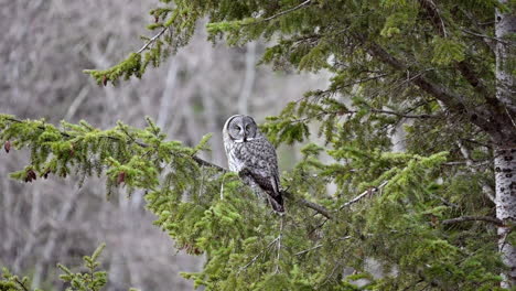 calm and majestic owl resting in its natural habitat