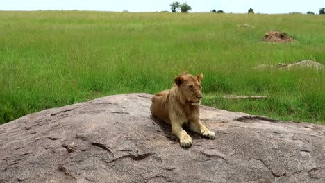 Nahaufnahme-Eines-Freien,-Wilden,-Schläfrigen-Jungen-Löwen,-Der-Langsam-Seine-Augen-Auf-Einem-Felsen-In-Der-Afrikanischen-Ebene-Schließt