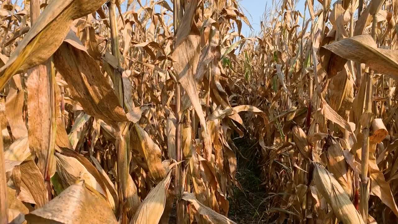 Panning left across rows of corn in a field