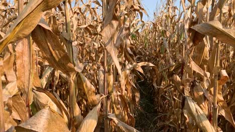 panning left across rows of corn in a field