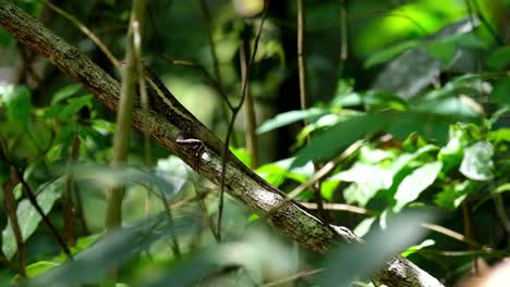 Visto-Encaramado-En-Una-Rama-Durante-Un-Día-Caluroso-En-El-Bosque-Y-Luego-Se-Mueve-Hacia-Arriba-Para-Ponerse-A-Cubierto,-Jardín-Forestal-Lagarto-Calotes-Emma,-Parque-Nacional-Kaeng-Krachan,-Tailandia