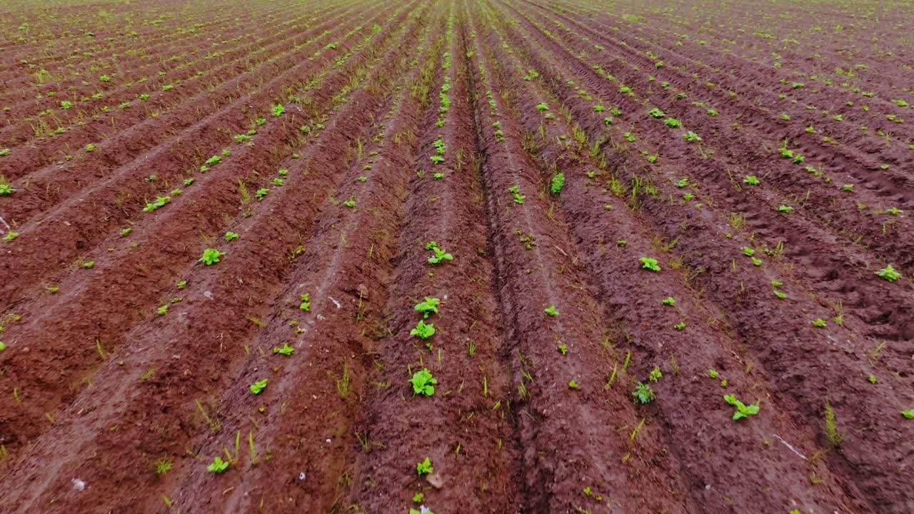 Young potato plants emerge evenly across fertile agricultural rows, countryside