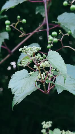 close-up of a plant with green berries and leaves