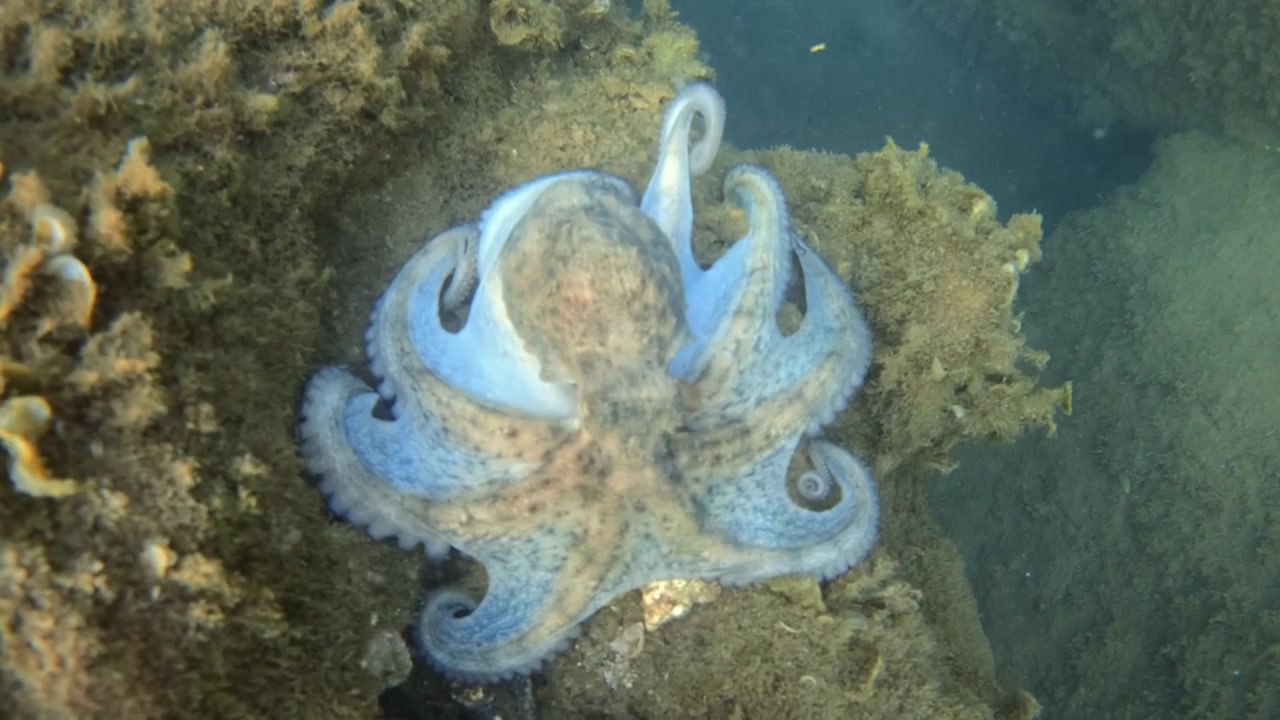 Octopus resting on a rock, using its natural camouflage to blend in with the textured marine environment