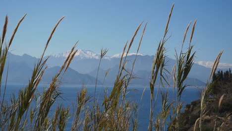 medium shot, pampas grass blowing in the wind, scenic view of the mediterranean sea and the toros mountain in the background