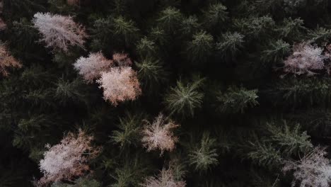 Dark-forest-woodlands-trees,-moody-top-down-aerial,-on-cloudy-day-in-fall,-white-spooky-orange-tree-tops