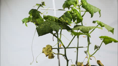 cucumber fights drought, revives, then finally withers