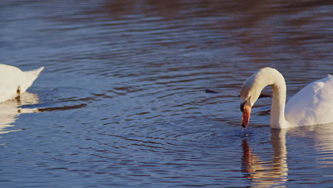 super slow motion shot of water dripping from beak of feeding swan at dawn