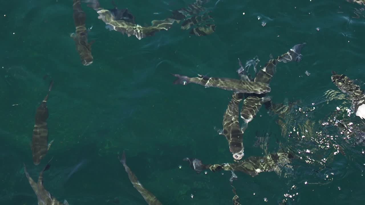 School of Fish Feeding in the Ocean
