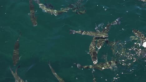 school of fish feeding in the ocean