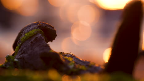 close-up of seaweed-covered driftwood glowing in golden morning light by the shore