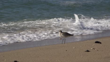 close-up of a seabird standing in the incoming waves, rocky point, puerto peñasco, gulf of california, mexico