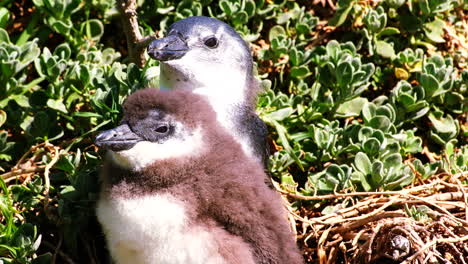 juveniles y pollitos de pingüinos africanos emergen de su madriguera en la vegetación