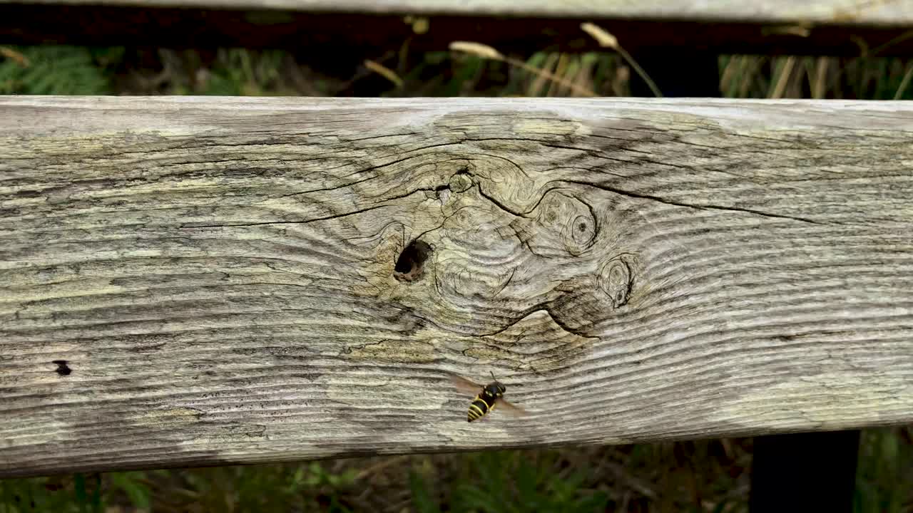 Un muratore che esce da un buco in un'asse di legno 2x4 stagionata.