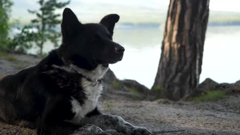 dog by the lake