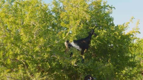 Dos-Cabras-Marroquíes-Comiendo-Nueces-De-Argán-De-Las-Ramas-Del-árbol-De-Argán,-Marruecos