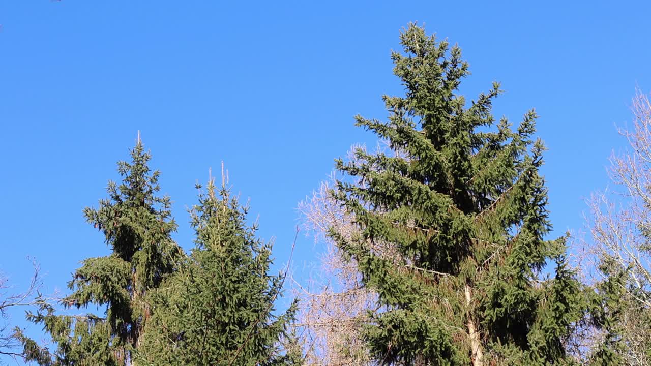 Alberi in inverno su un cielo blu. Regno Unito