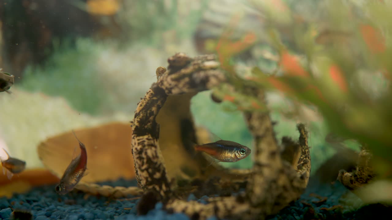 macro primer plano de peces de neón que se esconden bajo el agua entre la cueva y las plantas acuáticas dentro del acuario