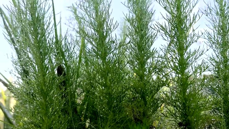 Close-up of delicate dill-like green foliage glistening with fresh raindrops after a rain shower, creating a serene and refreshing natural background.