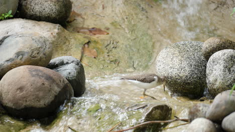 Flussuferläufer-Steht-Am-Seichten-Wasser-Des-Wasserfalls-Und-Sammelt-Kleine-Käfer-Ein,-Während-Der-Bach-Von-Großen-Steinen-Umgeben-Fließt