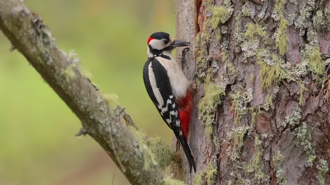 gran pájaro carpintero manchado en un árbol