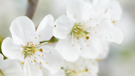 Sweet-cherry-blossoms-in-spring.-White-cherry-blossoms