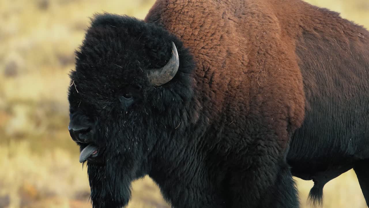 Large bull bison grunting in Yellowstone National Park during the rut