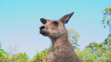 Low-angle-close-up-shot-of-an-eastern-grey-kangaroo,-macropus-giganteus-wondering-around-the-surrounding-environment-and-flapping-its-ears-at-Australian-wildlife-sanctuary