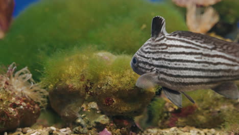 Peces-De-Sombrero-Alto-Nadando-Libremente-En-El-Acuario-Uminomori-En-Sendai,-Japón