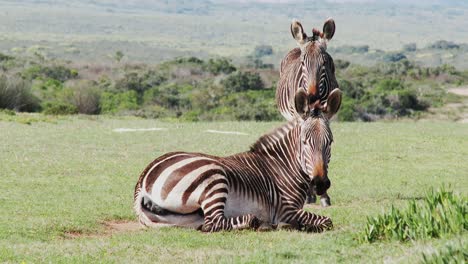 a cape mountain zebra takes a dust bath on the grassland in africa