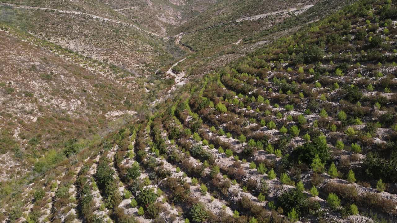 산림 재생 나무 숲