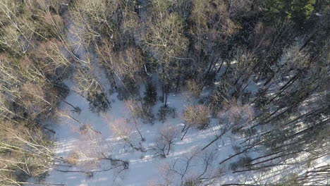 Toma-Aérea-De-Bosque-Mixto-En-Invierno