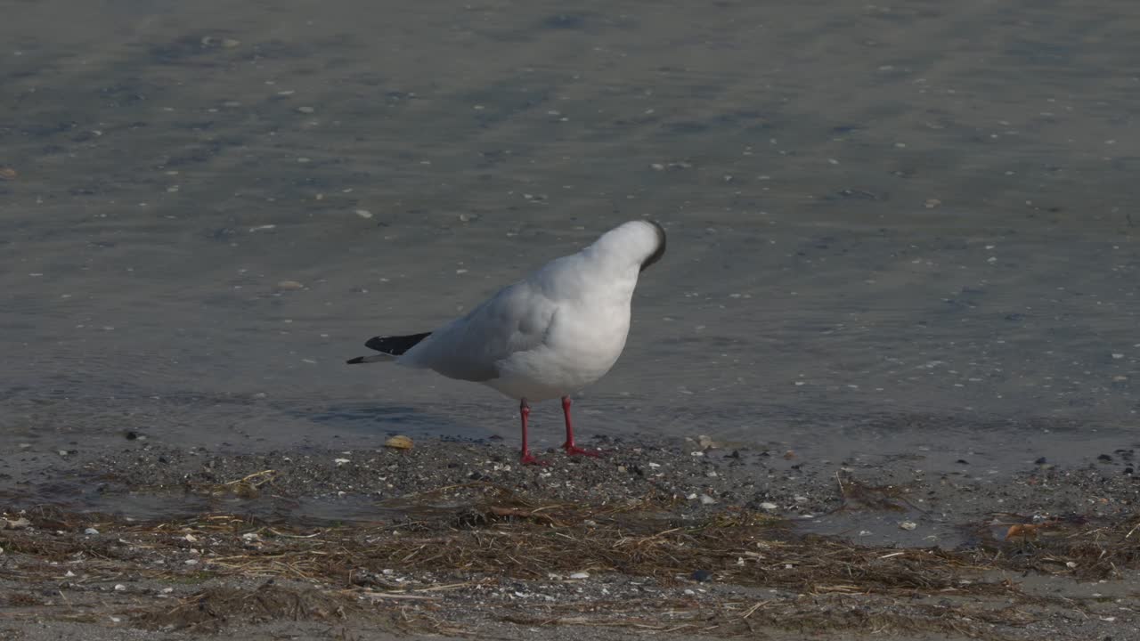 Nahaufnahme einer Lachmöwe, die sich an einem sonnigen Tag am Strand putzt.