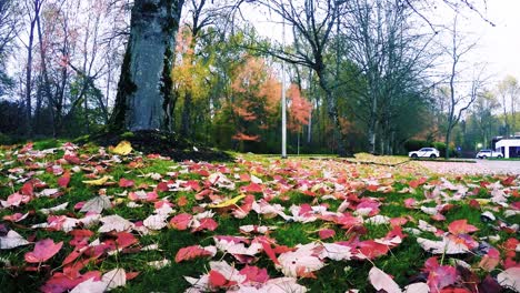 the serene beauty of autumn, with vibrant leaves gently falling from trees and blanketing the ground, creates a peaceful, colorful landscape