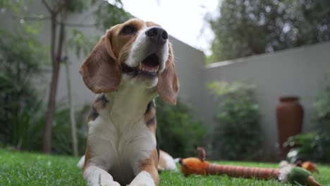 Young-beagle-dogs-panting-in-garden-of-suburban-home-low-angle