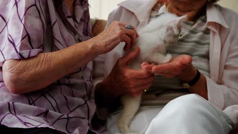 senior women stroking kitten on armchair at retirement home 4k